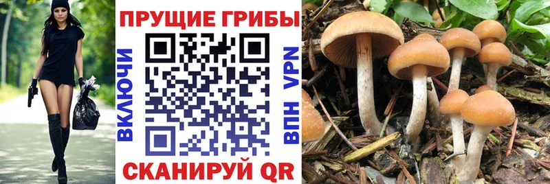 МЕГА ссылка  Комсомольск  Галлюциногенные грибы Psilocybine cubensis 